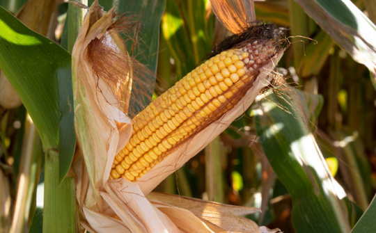 Giá các loại nông sản trên sàn CBOT đồng loạt tăng