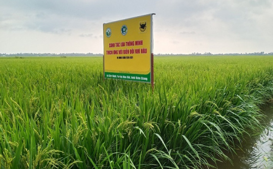 Canh tác lúa thông minh, thích ứng với biến đổi khí hậu