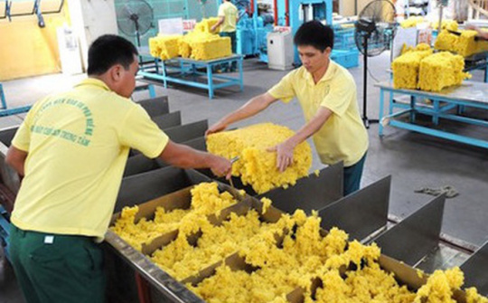 Hoạt động sản xuất hồi phục, xuất khẩu cao su tăng cao trở lại