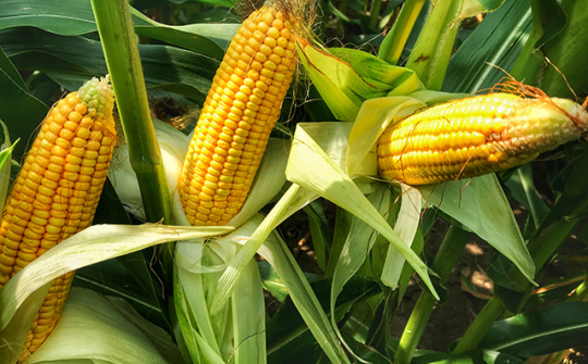 Giá nông sản trên thị trường hàng hoá phái sinh đồng loạt giảm trong tuần cuối năm 2021