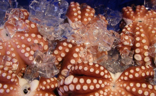 Việt Nam chiếm 50% thị phần bạch tuộc đông lạnh nhập khẩu của Hàn Quốc