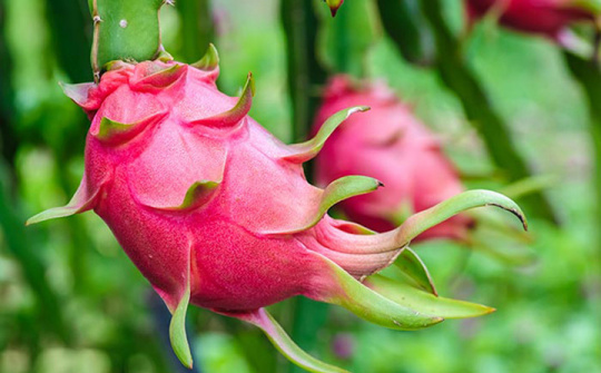 Xuất khẩu 190 tấn thanh long sang Trung Quốc trong ngày mùng 1 Tết