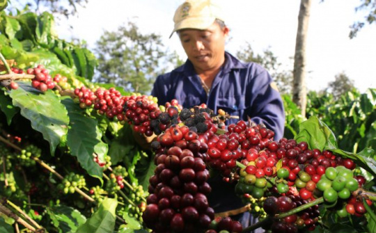 Phân bón Văn Điển mang năng suất vượt trội cho cây trồng chủ lực tại Tây Nguyên