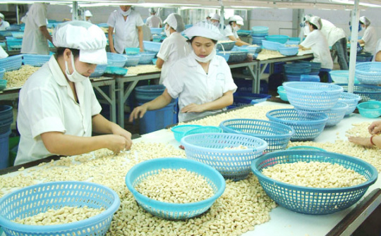 Tháng 1/2021, xuất khẩu điều tăng cả lượng và giá trị so cùng kỳ