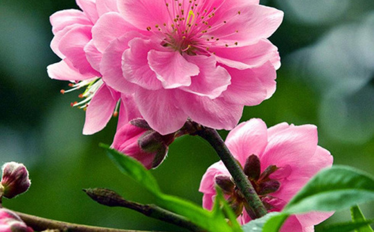 Thời tiết ngày Mùng Một Tết: Ngày nắng ấm, đêm và sáng trời rét