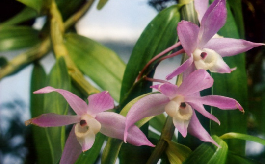 Ảnh hưởng của chitosan lên sự tăng sinh PLBs và tái sinh chồi của lan Thạch hộc tía (Dendrobium officinale Kimura et Migo) in vitro