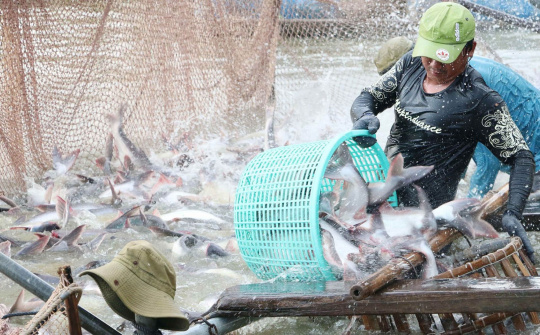 Campuchia đồng ý nối lại việc nhập khẩu một số loại cá từ Việt Nam