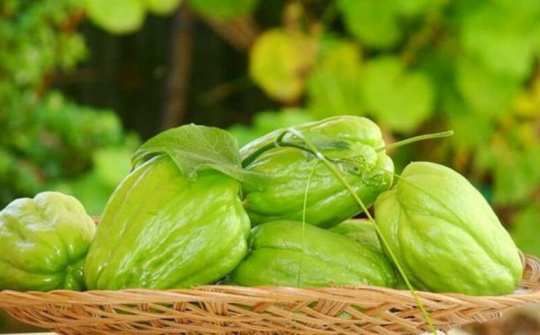 Các lợi ích không ngờ của quả su su