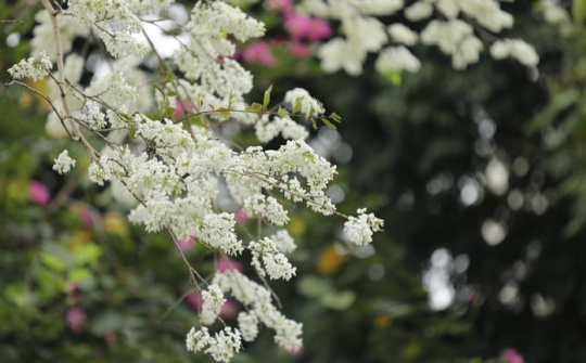 Thời tiết ngày 11-3: Miền Bắc tiếp tục nồm ẩm, nhiệt độ tăng dần