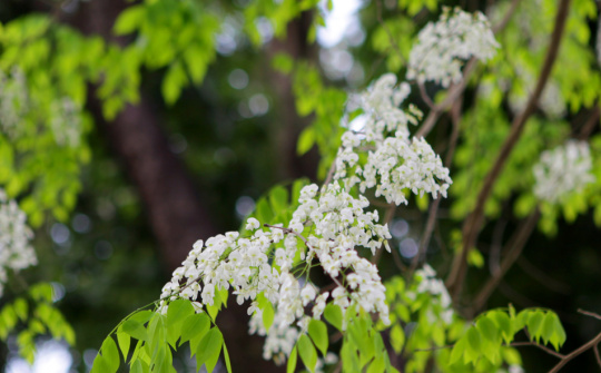 Thời tiết ngày 14-3: Miền Bắc tiếp tục nồm ẩm, nhiệt độ tăng dần