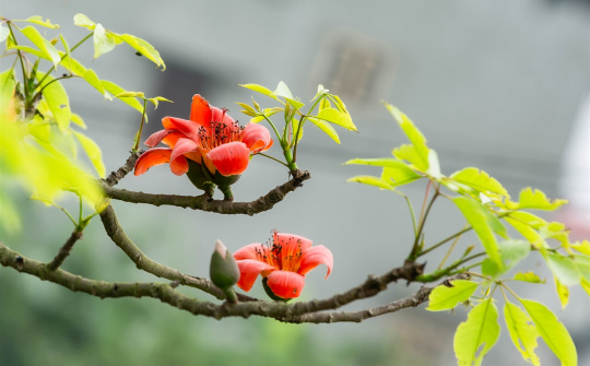 Thời tiết 16-3: Bắc bộ sáng sớm có sương mù, có lúc có mưa nhỏ, trưa chiều giảm mây