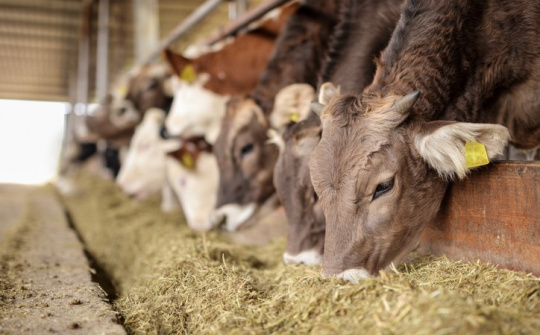 Trung Quốc: Dự thảo quy định mới về phụ gia thức ăn chăn nuôi