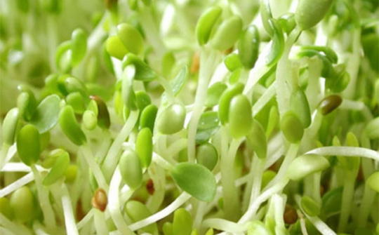 Cận cảnh nhà máy trồng rau mầm bằng ánh sáng lớn nhất Nhật Bản