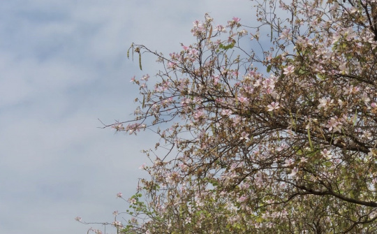 Mùa hoa sưa, hoa ban về trên phố