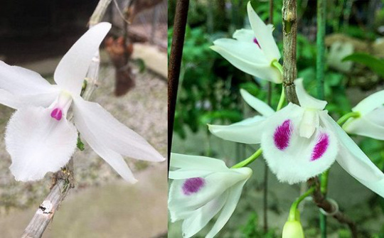 Quản lý thuế với các giao dịch “lan đột biến” thế nào?