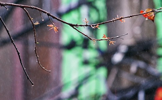 Thời tiết 28-3: Mưa phùn, sương mù vẫn bao phủ miền Bắc