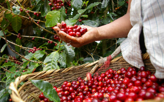 Thị trường cà phê toàn cầu đối mặt mức dư cung lớn