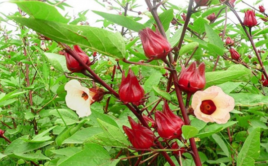 Nghiên cứu tạo giấy pH từ anthocyanin chiết xuất từ hoa atiso đỏ (Hibiscus sabdariffa L.) để ứng dụng trong phân tích và thực phẩm