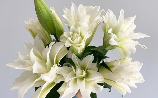 Vì sao chị em phát sốt với hoa ly kép trắng Hà Lan