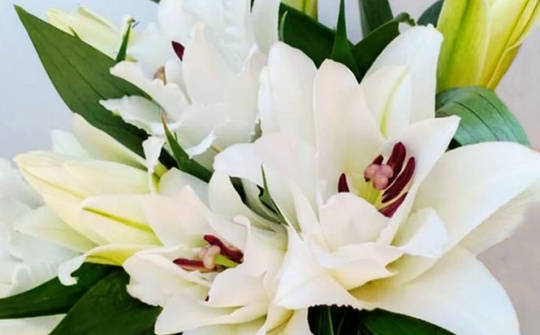 Hoa ly trắng mang ý nghĩa gì?