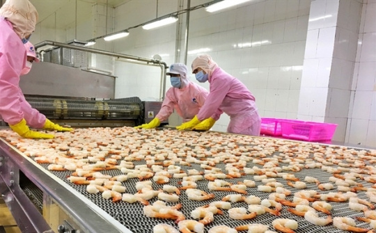 Tôm Việt chiếm ưu thế tại thị trường Nhật Bản