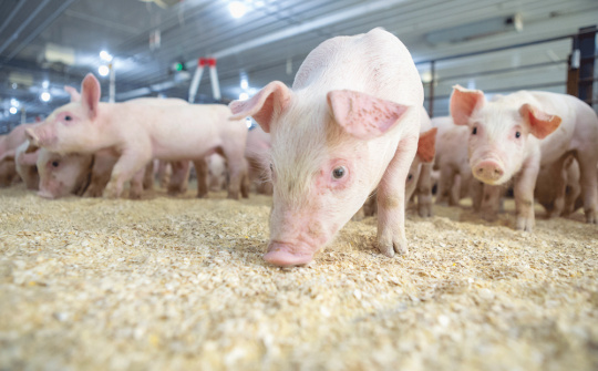 Giá ngũ cốc chạm kỷ lục cao nhất 8 năm, giá thịt được dự báo sẽ tăng cao hơn