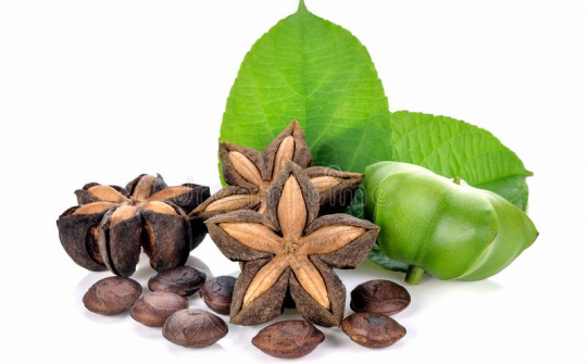 Khảo sát các điều kiện thu hồi dầu từ hạt cây Sacha inchi (Sachi) trồng tại Việt Nam bằng phương pháp cơ học