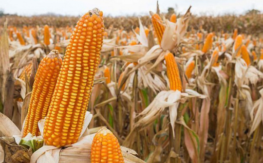 Điều gì đang khiến giá ngô, đậu tương toàn cầu tăng cao kỳ lục?