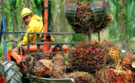 Giá dầu cọ đạt mức cao nhất lịch sử, giá nhiều loại dầu thực vật tăng mạnh