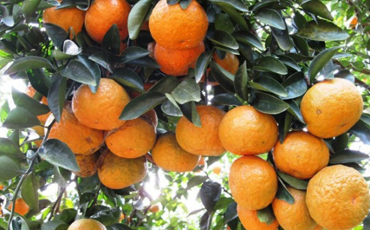 Phân bón NPK Văn Điển: Đáp ứng tốt nhu cầu dinh dưỡng cho cây cam thời kỳ thúc quả