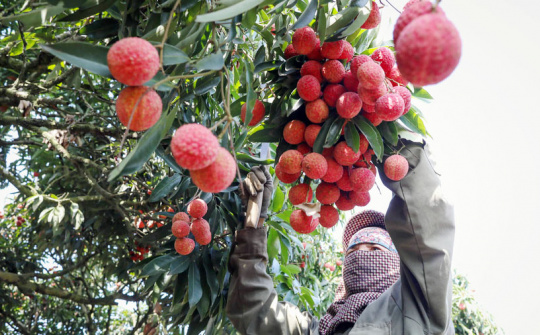 Vải thiều Thanh Hà lần đầu lên sàn thương mại điện tử