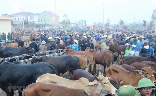 Xử lý nghiêm các trường hợp vận chuyển trái phép trâu, bò từ nước ngoài vào Việt Nam