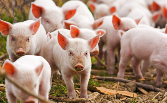 Xuất khẩu lợn sang Campuchia cần đáp ứng đầy đủ yêu cầu kiểm dịch