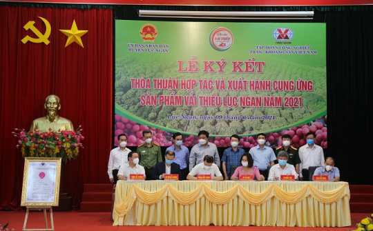 TKV hỗ trợ tiêu thụ gần 200 tấn vải thiều cho nông dân Bắc Giang