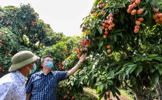 Hợp tác với các sàn thương mại điện tử, nhiều siêu thị chung tay hỗ trợ tiêu thụ vải thiều