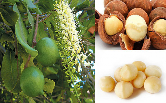 Đánh giá mức độ biến dị của các dòng vô tính Mắc ca ở các khảo nghiệm tại một số tỉnh miền Bắc