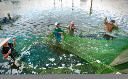 Chi Cục Thuỷ sản Thái Bình phát triển và bảo tồn nguồn lợi thuỷ sản theo hướng bền vững.