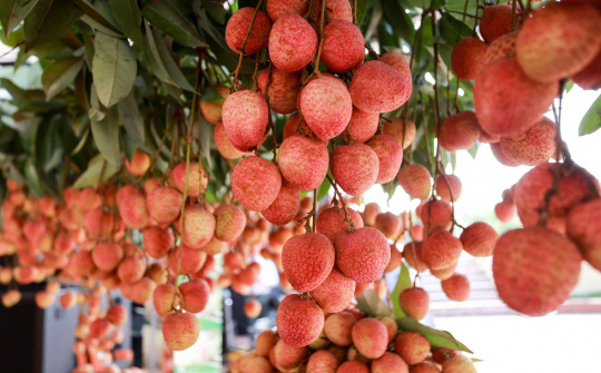 Quản lý thị trường cam kết tiêu thụ 3.000 tấn vải thiều cho Bắc Giang