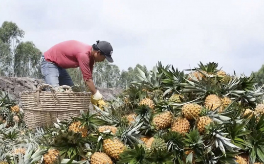 Phân bón Văn Điển: Mang hiệu quả vượt trội cho cây trồng vùng đất Thanh Hóa - Nghệ Tĩnh
