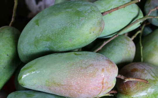 25 tấn xoài Sơn La đầu tiên được xuất khẩu sang thị trường Australia