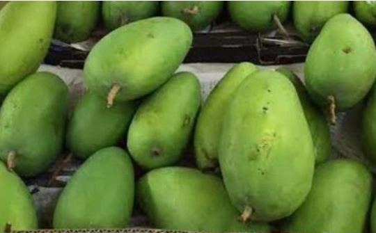 Xoài xanh Việt có bán giá gần 300.000 đồng/kg tại Australia