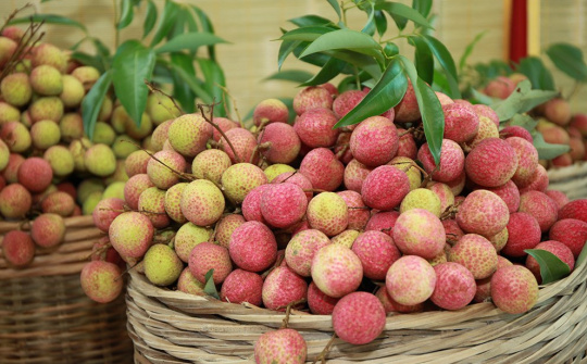 Bắc Giang thu hơn 6.800 tỷ đồng từ vụ vải thiều năm 2021