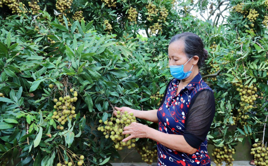 Kết nối cung cầu, tiêu thụ nhãn và nông sản tỉnh Hưng Yên quy mô toàn cầu