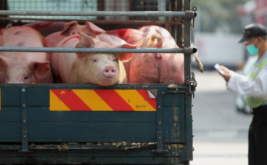 Giá thịt lợn tại Trung Quốc chạm đáy, giảm hơn 60% từ đầu năm đến nay