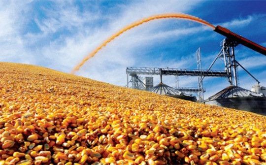 Đề xuất giảm thuế nhập khẩu giúp đảm bảo nguồn cung nguyên liệu sản xuất thức ăn chăn nuôi