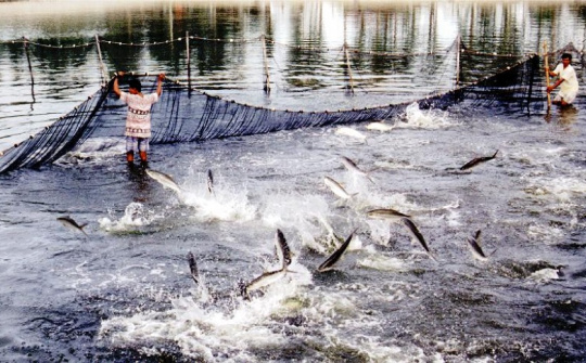 Hỗ trợ xây dựng kết cấu hạ tầng vùng nguyên liệu thủy sản