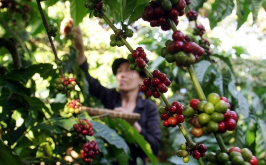 Giá cà phê Arabica tăng vọt 20%, Brazil đối mặt nguy cơ mất mùa cà phê