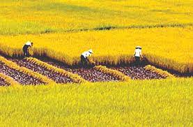 Thực trạng và giải pháp phát triển ngành Nông nghiệp Việt Nam