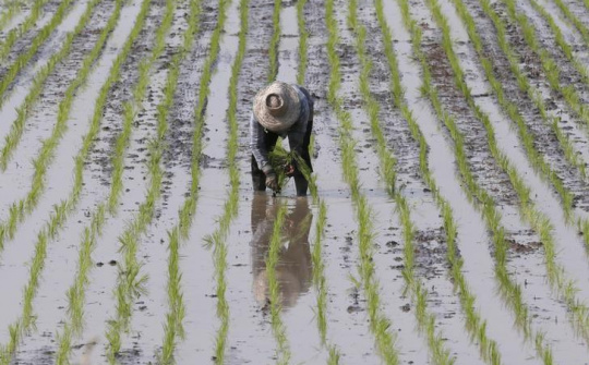 Giá gạo xuất khẩu Thái Lan chạm mức thấp nhất kể từ năm 2019