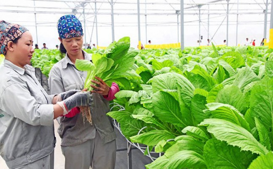 Hỗ trợ chuyển đổi số cho doanh nghiệp, hợp tác xã kinh doanh nông lâm, thủy sản